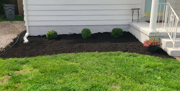 Lawn with dark mulch bed and three round shrubs in front of a white house.