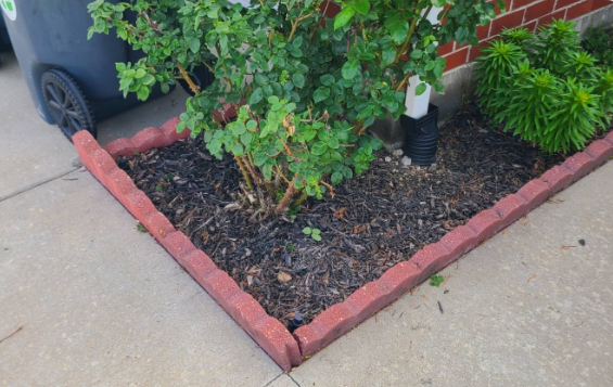 Red brick-edged garden bed with plants and dark soil next to a concrete sidewalk.