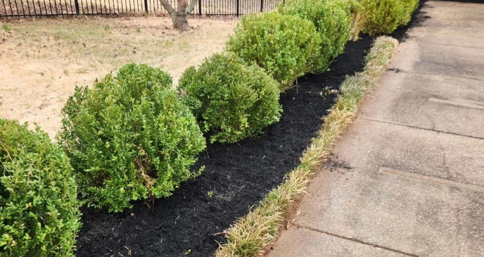 Row of green, round shrubs in black mulch bed bordering a concrete walkway.