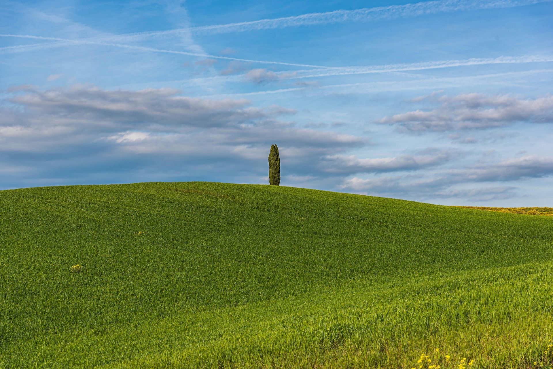Green rolling hill with a single tree under a partly cloudy blue sky.
