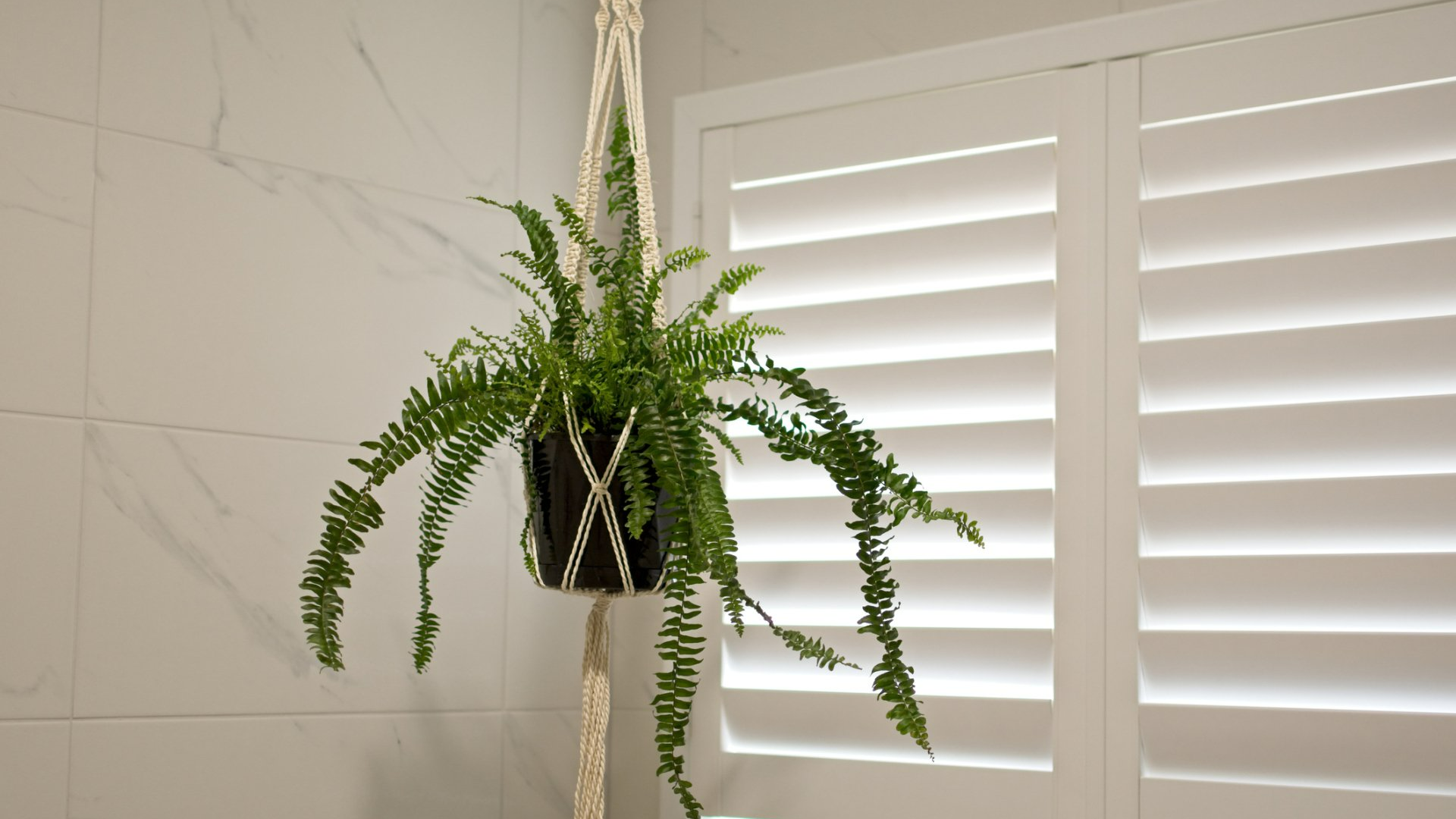 White Shutters And A Plant — Fort Mohave, AZ — Window Elegance