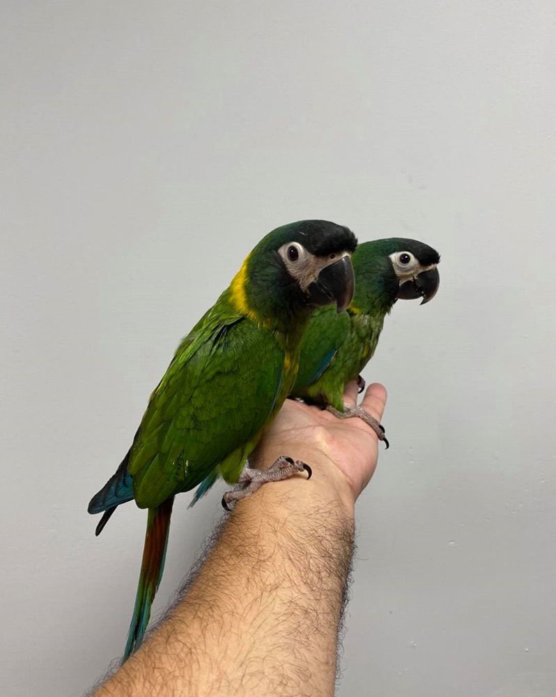 Two Green Macaws With Black Heads Perched on a Person's Hand — Jonath’s Animal Kingdom in Salamander Bay, NSW