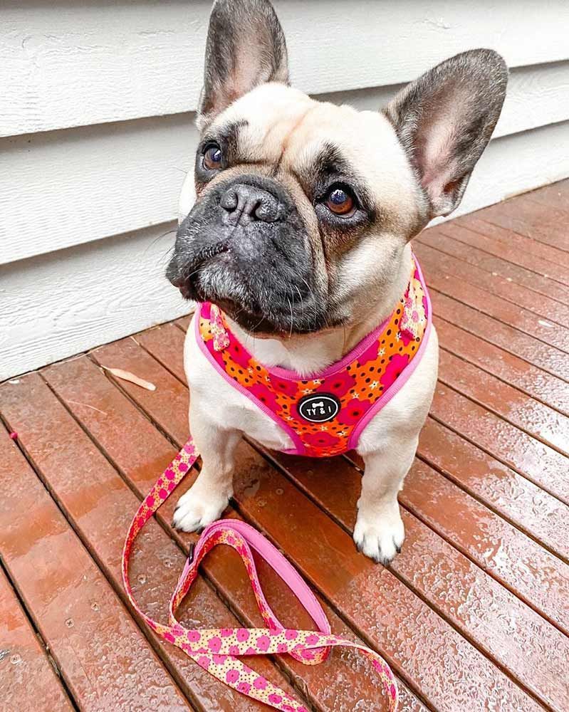 French Bulldog in Pink Harness and Leash Sits on a Wet Wooden Deck — Jonath’s Animal Kingdom in Maitland, NSW