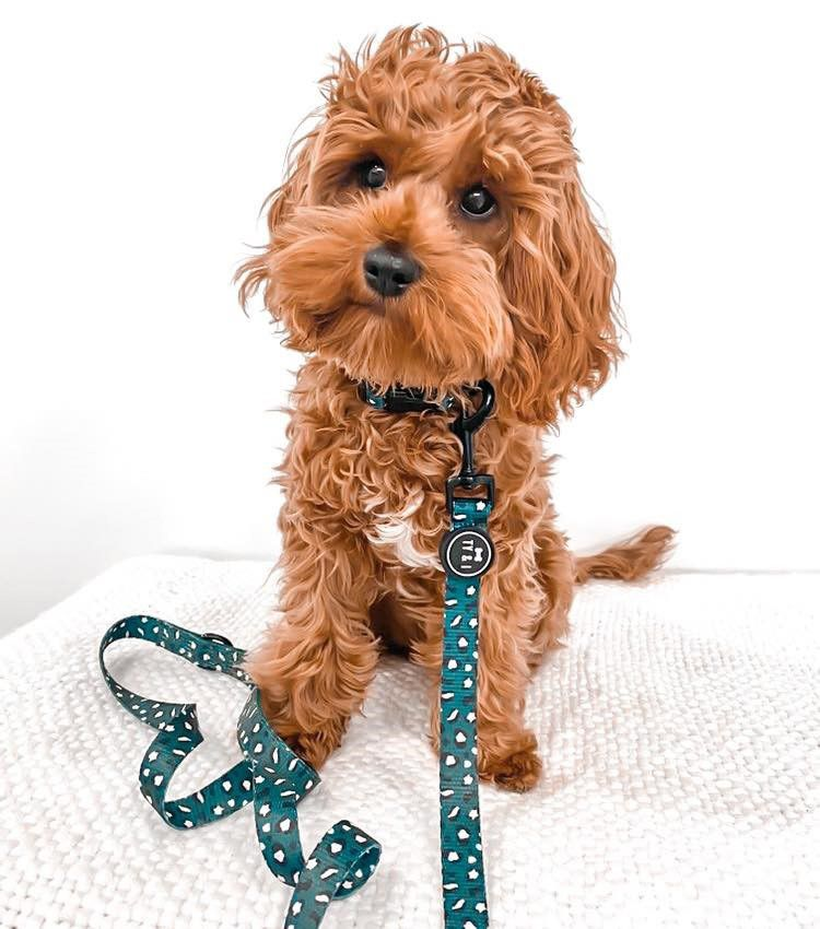 A Small, Brown Curly-haired Puppy Sits With a Matching Green Leash and Collar — Jonath’s Animal Kingdom in Forster, NSW