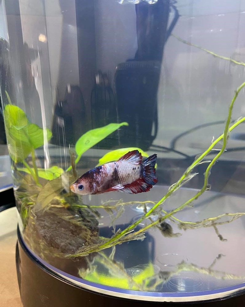 Betta Fish in an Aquarium With Plants; White, Red and Black Colouring — Jonath’s Animal Kingdom in Salamander Bay, NSW