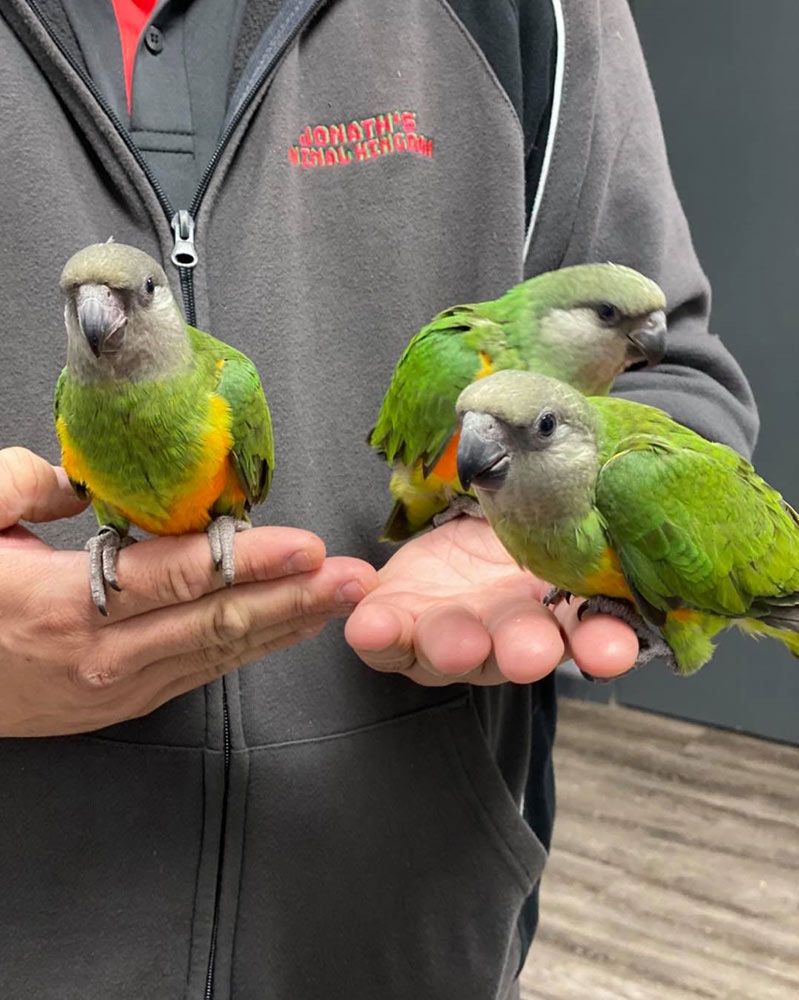 Three Senegal Parrots Perched on a Person's Hands — Jonath’s Animal Kingdom in Forster, NSW