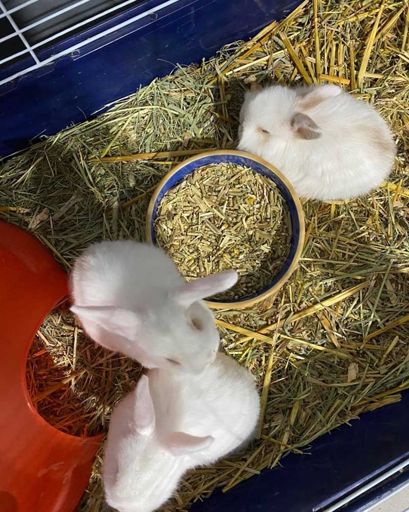 3 White Guinea Pigs in a Cage With Hay Bedding — Jonath’s Animal Kingdom in Salamander Bay, NSW