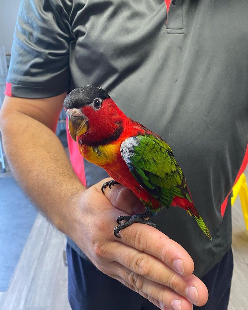 Colourful Parrot Perched on a Person's Hand — Jonath’s Animal Kingdom in Maitland, NSW