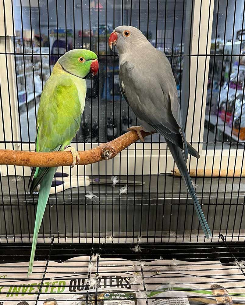 Two Parrots in a Cage — Jonath’s Animal Kingdom in Salamander Bay, NSW
