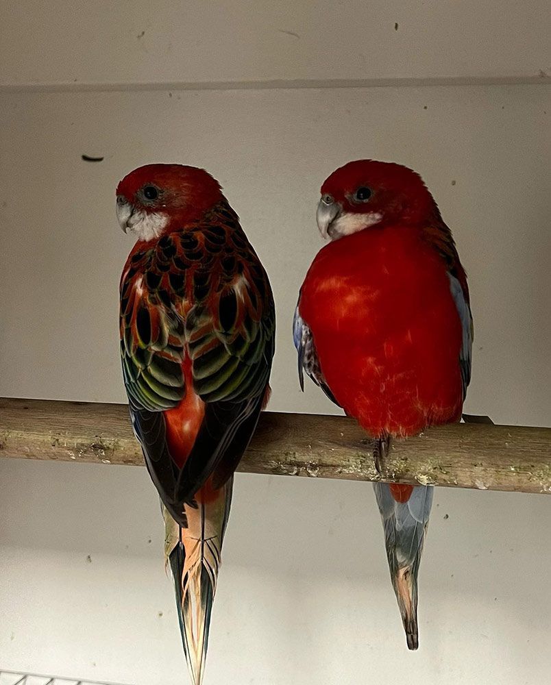 Two Crimson Rosellas Perched on a Branch — Jonath’s Animal Kingdom in Salamander Bay, NSW
