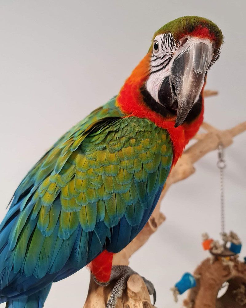A Colourful Macaw Perched on a Branch — Jonath’s Animal Kingdom in Salamander Bay, NSW