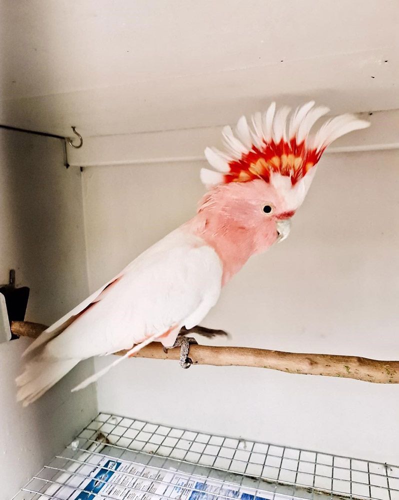 Pink and White Major Mitchell's Cockatoo With Raised Red and Yellow Crest — Jonath’s Animal Kingdom in Salamander Bay, NSW