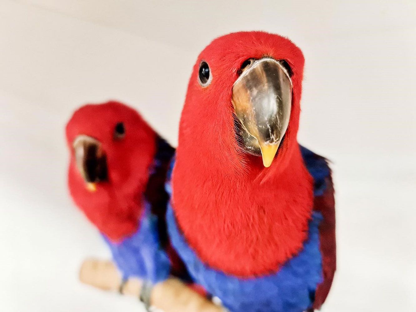 Two Red-headed, Blue-bodied Eclectus Parrots Perched on a Branch — Jonath’s Animal Kingdom in Salamander Bay, NSW