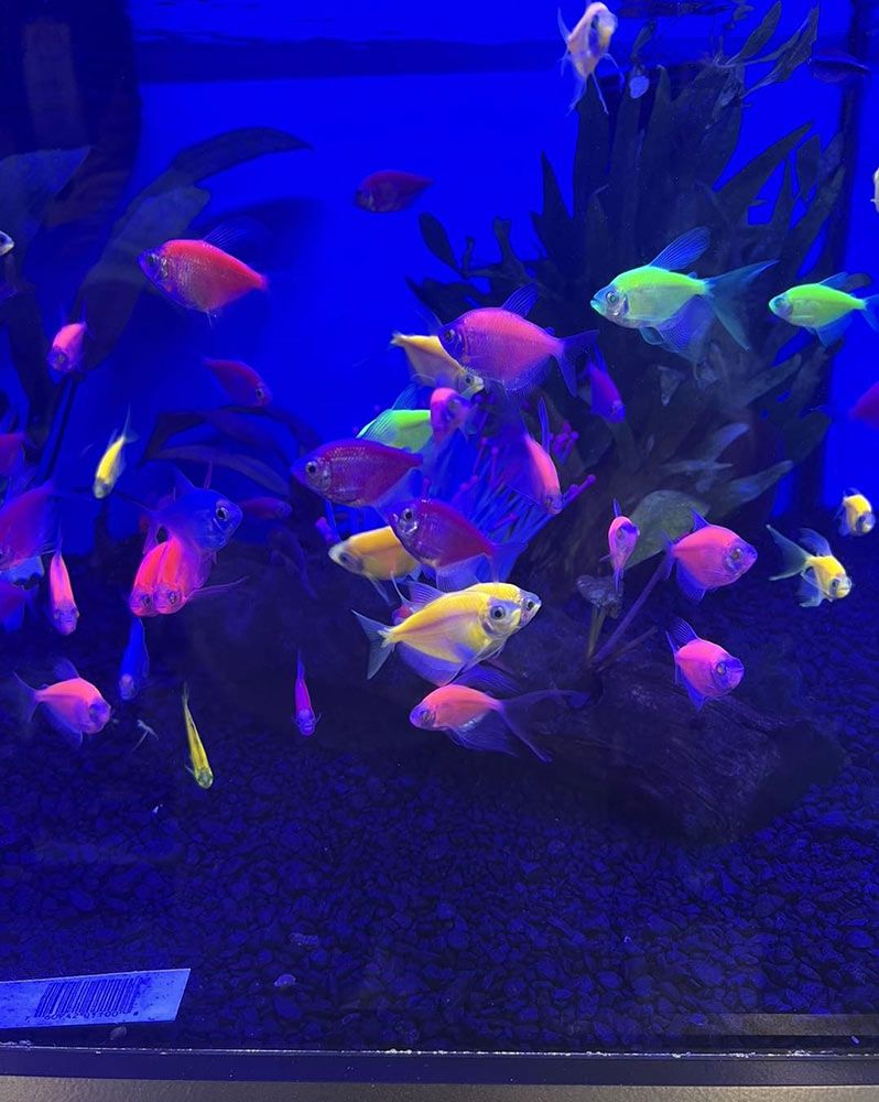 Colourful Glo-fish Swimming in a Dark Blue Aquarium — Jonath’s Animal Kingdom in Beresfield, NSW