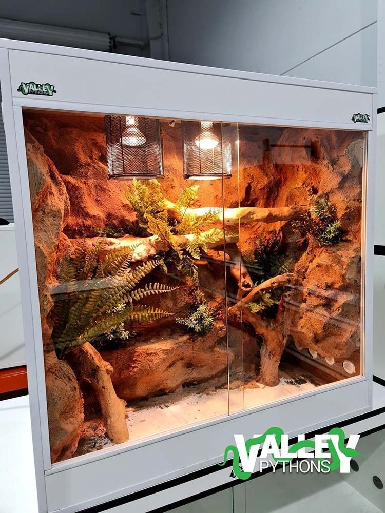 A Reptile Terrarium With Faux Rock Background, Ferns, and Two Lamps — Jonath’s Animal Kingdom in Salamander Bay, NSW