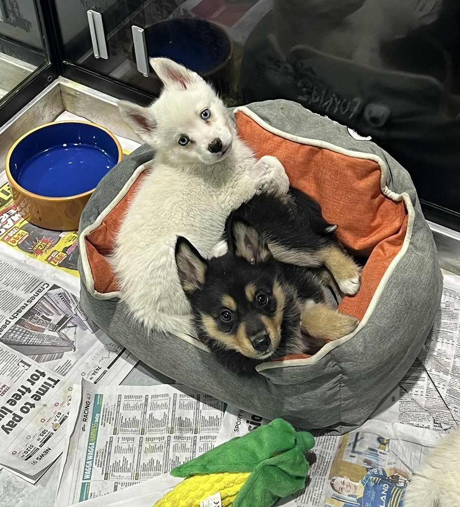 Two Fluffy Puppies in a Bed — Jonath’s Animal Kingdom in Salamander Bay, NSW