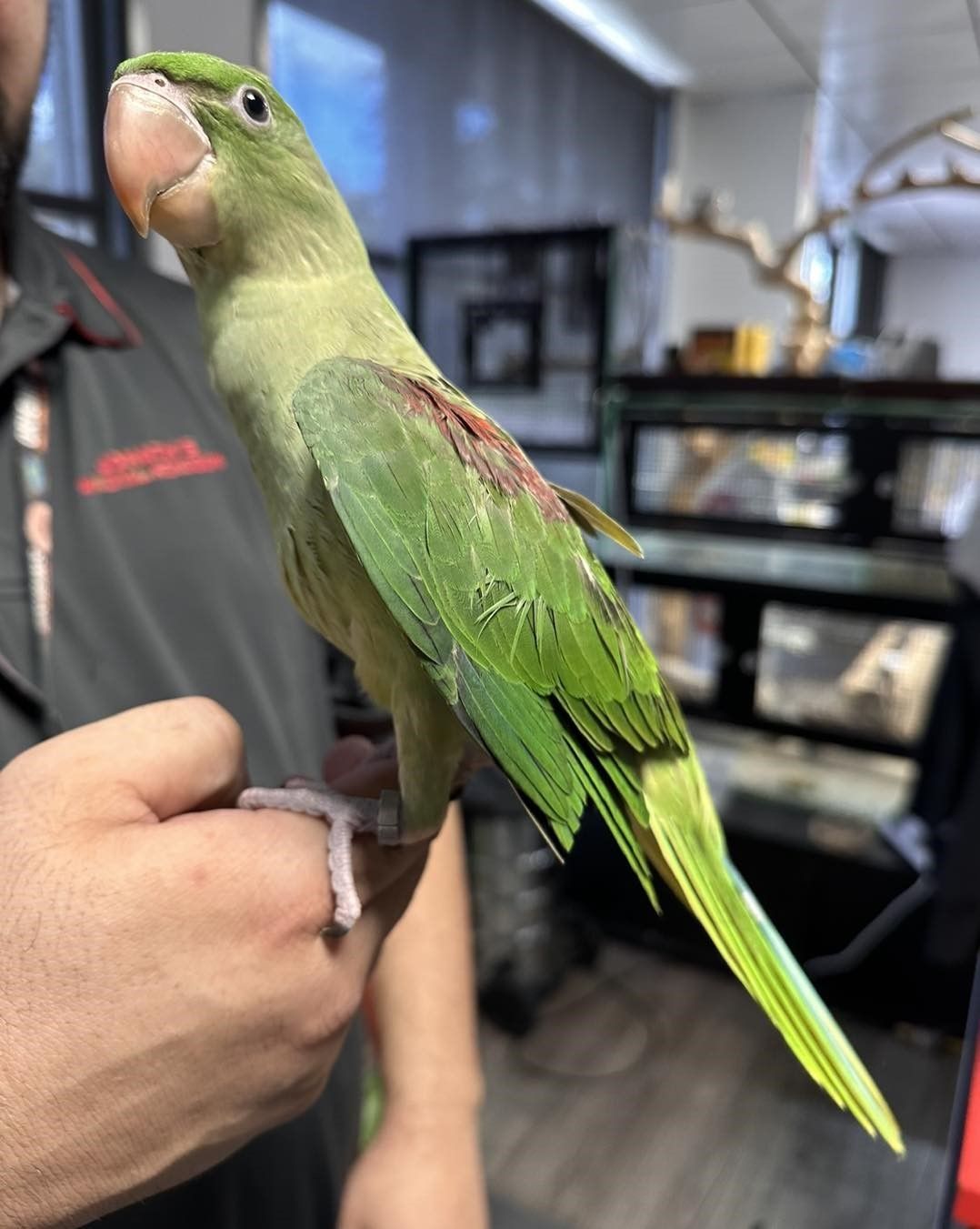 Green Parrot Perched on a Person's Hand, Inside a Store — Jonath’s Animal Kingdom in Salamander Bay, NSW