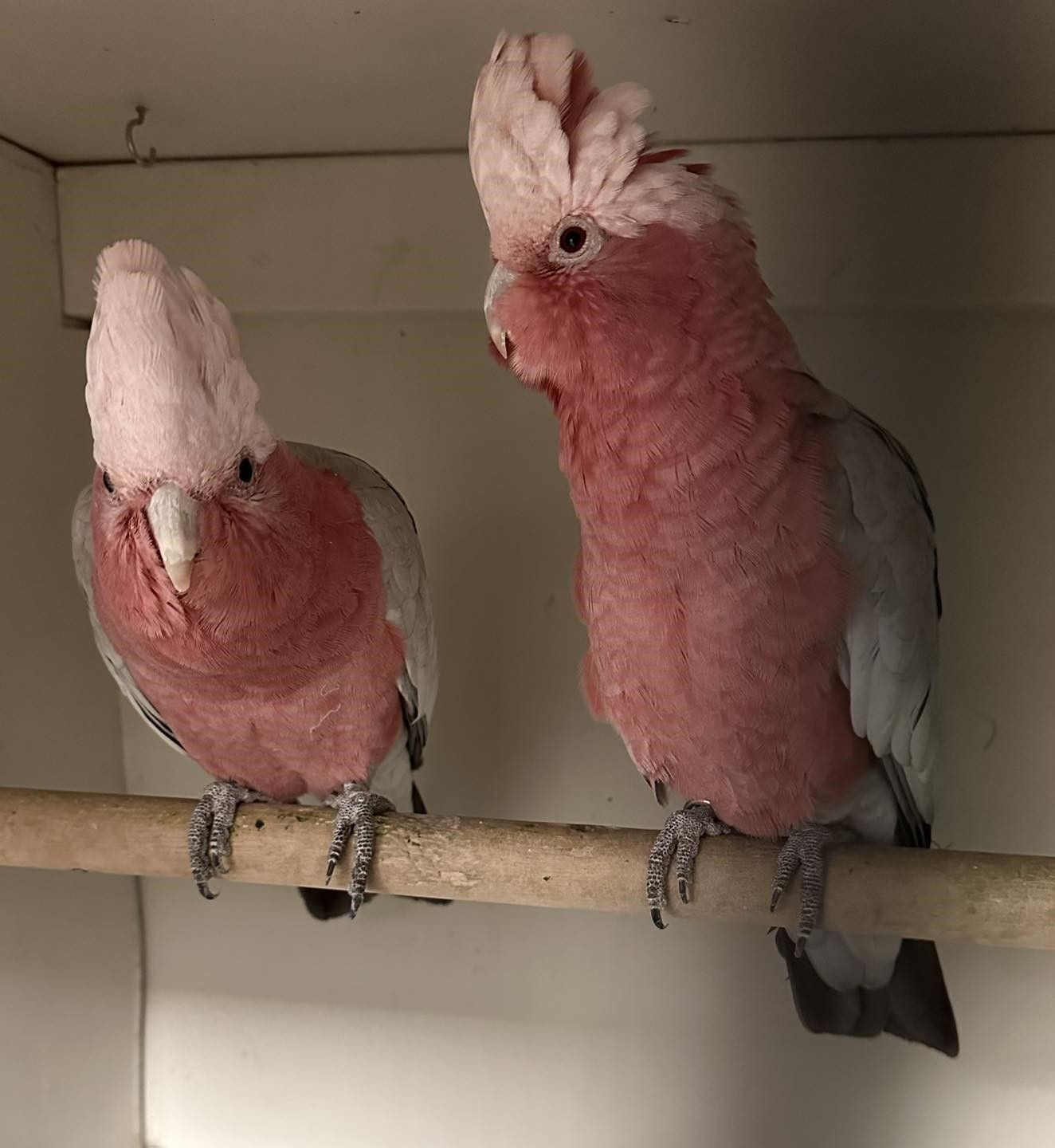 Two Pink and Gray Galah Cockatoos Perched on a Wooden Branch — Jonath’s Animal Kingdom in Salamander Bay, NSW