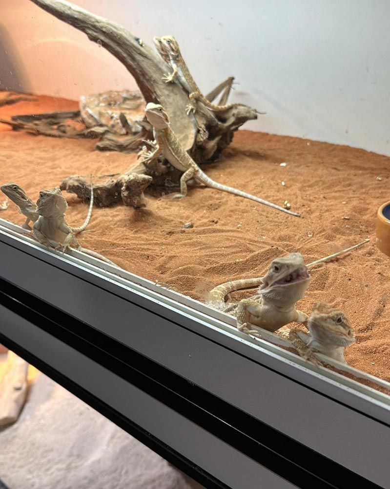 Bearded Dragons Peering Out From Inside Their Enclosure — Jonath’s Animal Kingdom in Forster, NSW