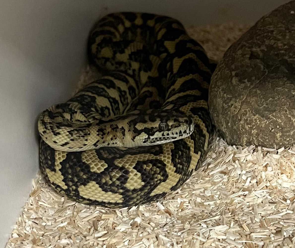 A Patterned Snake Coiled in a Cage With Wood Shavings and a Rock — Jonath’s Animal Kingdom in Salamander Bay, NSW