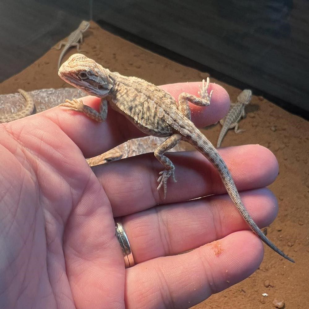 A Small Bearded Dragon Lizard in a Person's Hand — Jonath’s Animal Kingdom in Salamander Bay, NSW