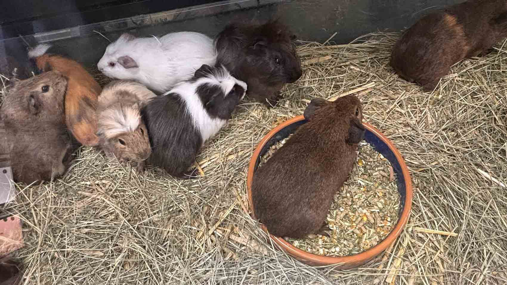 Six guinea pigs of various colours in a cage — Jonath’s Animal Kingdom in Salamander Bay, NSW