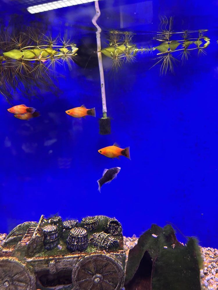 Fish Swimming in an Aquarium With Yellow Plants — Jonath’s Animal Kingdom in Forster, NSW