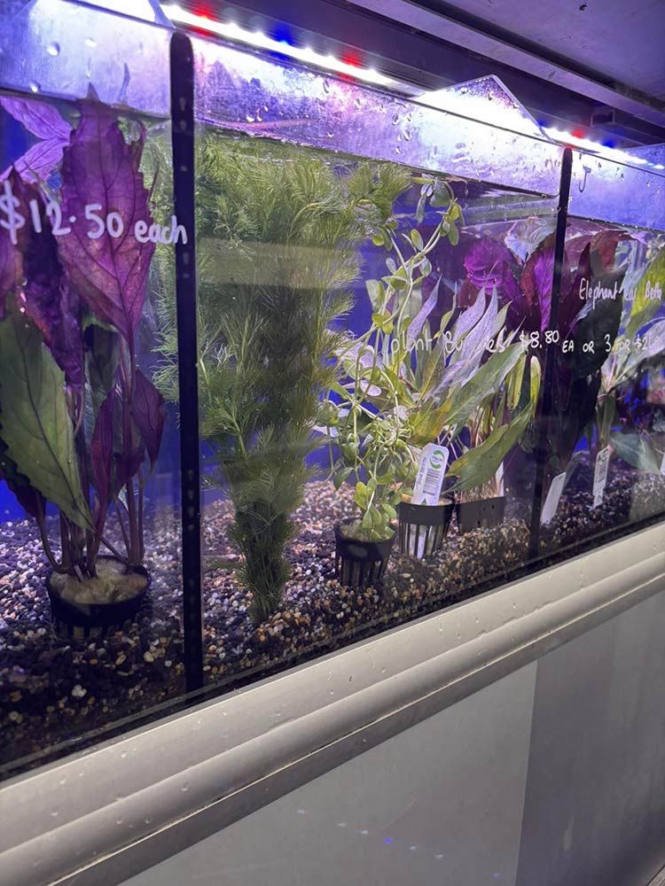 Aquarium With Various Potted Aquatic Plants for Sale — Jonath’s Animal Kingdom in Maitland, NSW