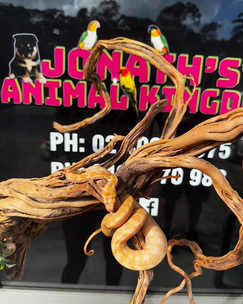 A Snake Coiled on a Decorative Branch in Front of a Shop — Jonath’s Animal Kingdom in Salamander Bay, NSW