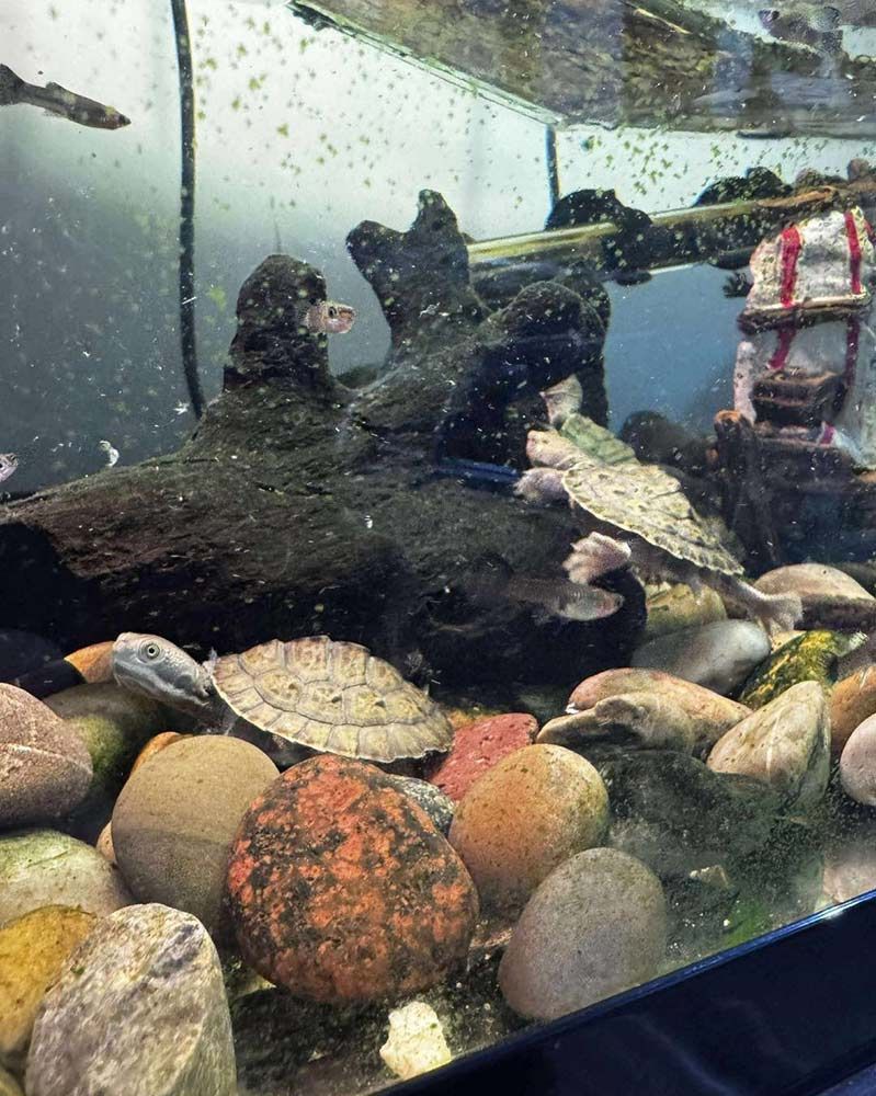 Two turtles are swimming in a tank — Jonath’s Animal Kingdom in Salamander Bay, NSW