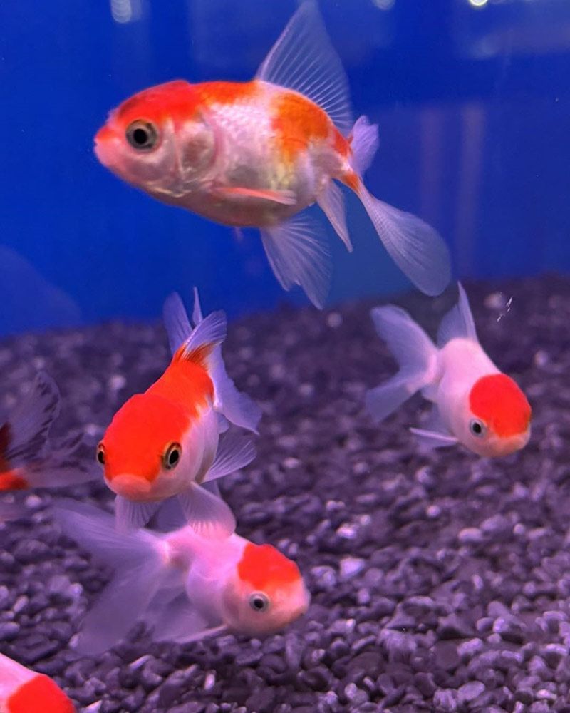 Three Goldfish With Orange Caps and White Bodies Swim in an Aquarium — Jonath’s Animal Kingdom in Salamander Bay, NSW