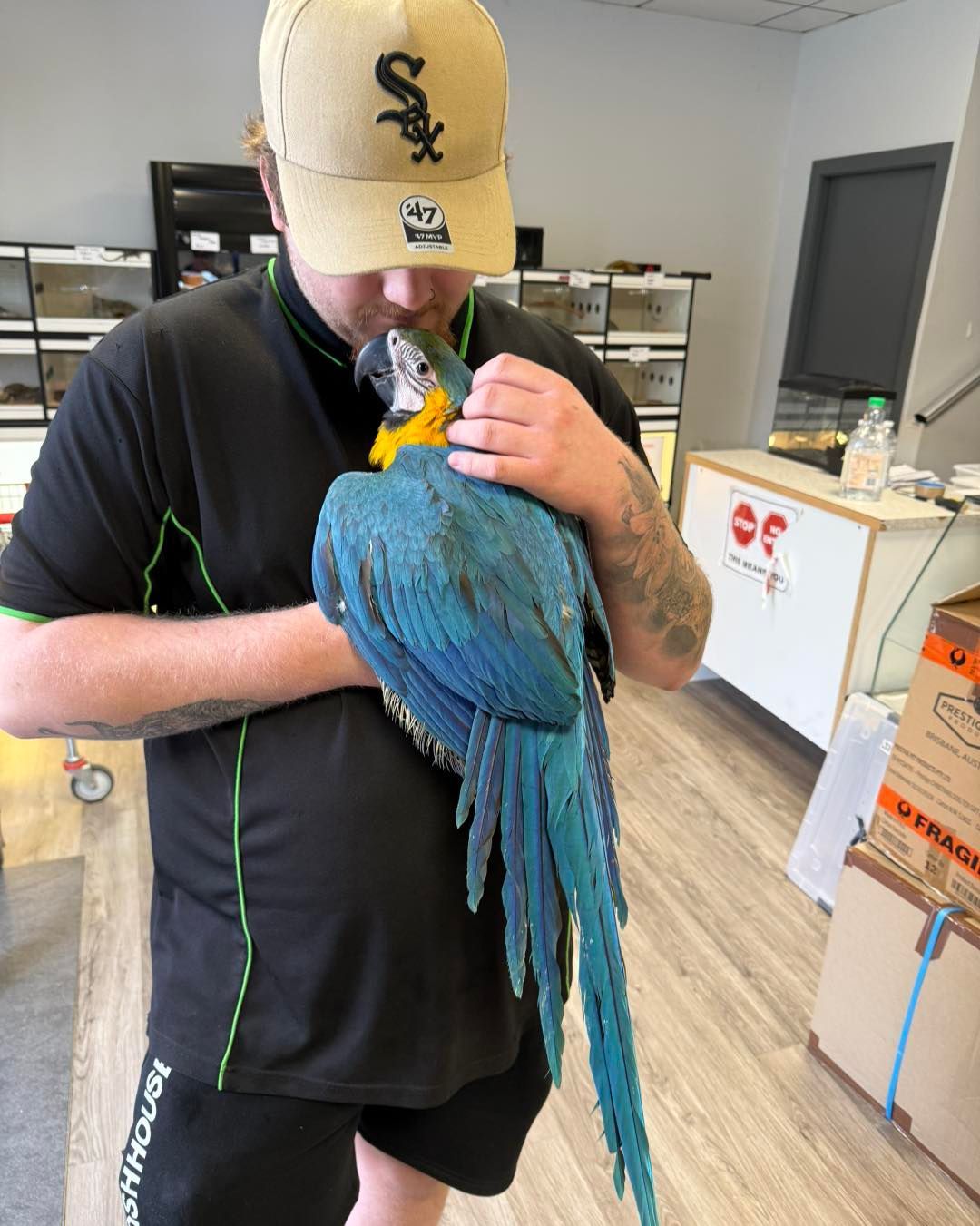 A Large blue and yellow bird is being held in a pet store — Jonath’s Animal Kingdom in Salamander Bay, NSW