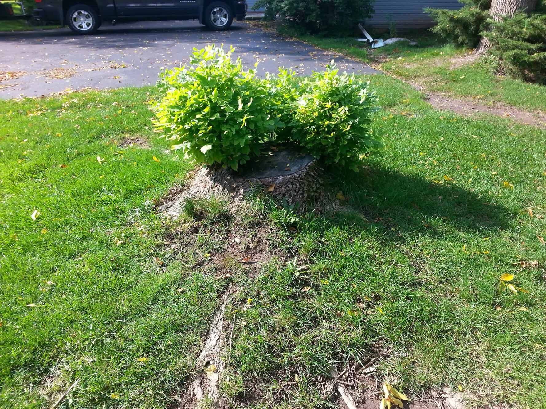 Tree Stump — Appleton, WI — Powerhouse Stumpin