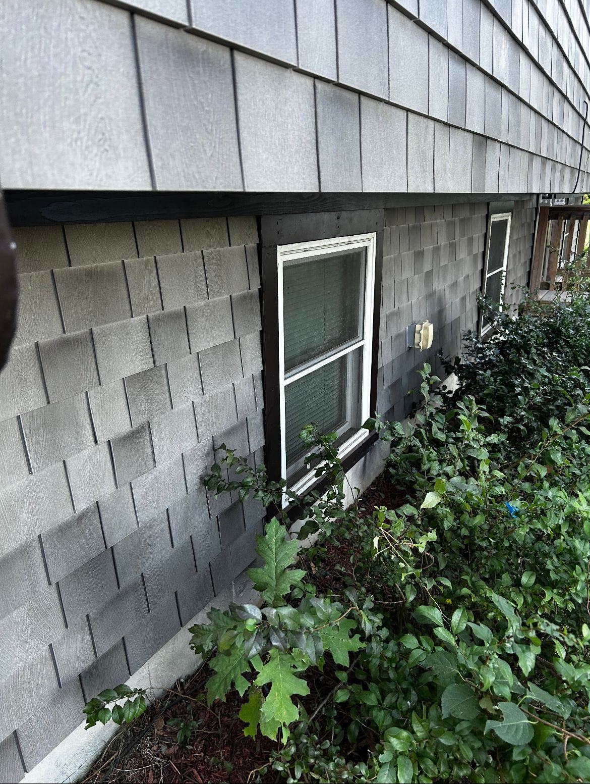 A window on the side of a house surrounded by plants.