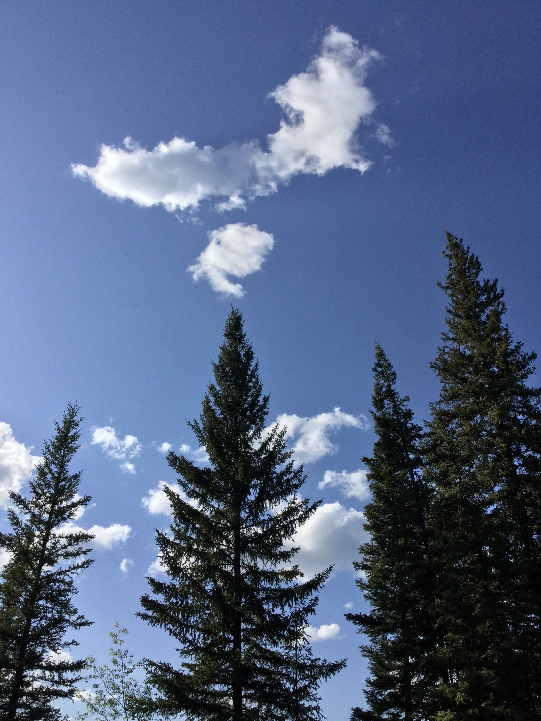 Summer time on the homestead