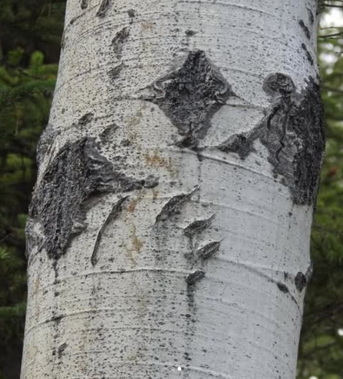 Aspen Tree showing bear claw marks.  David used this as inspiration for the Fir pendant with Wyatt's ashes inlaid as bear claw marks.