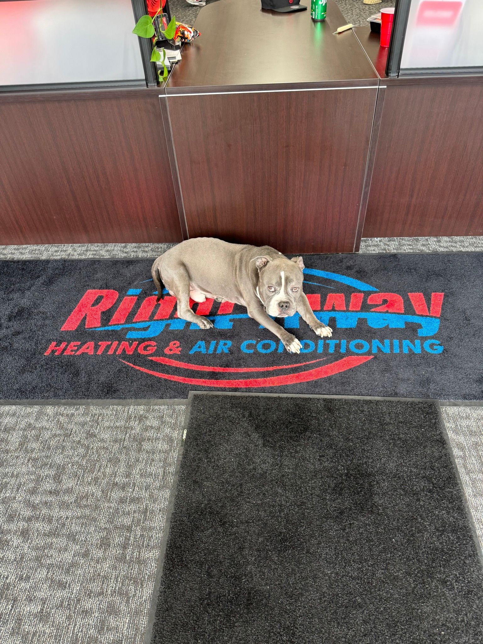 A light gray dog lies on a welcome mat in front of a building with the words