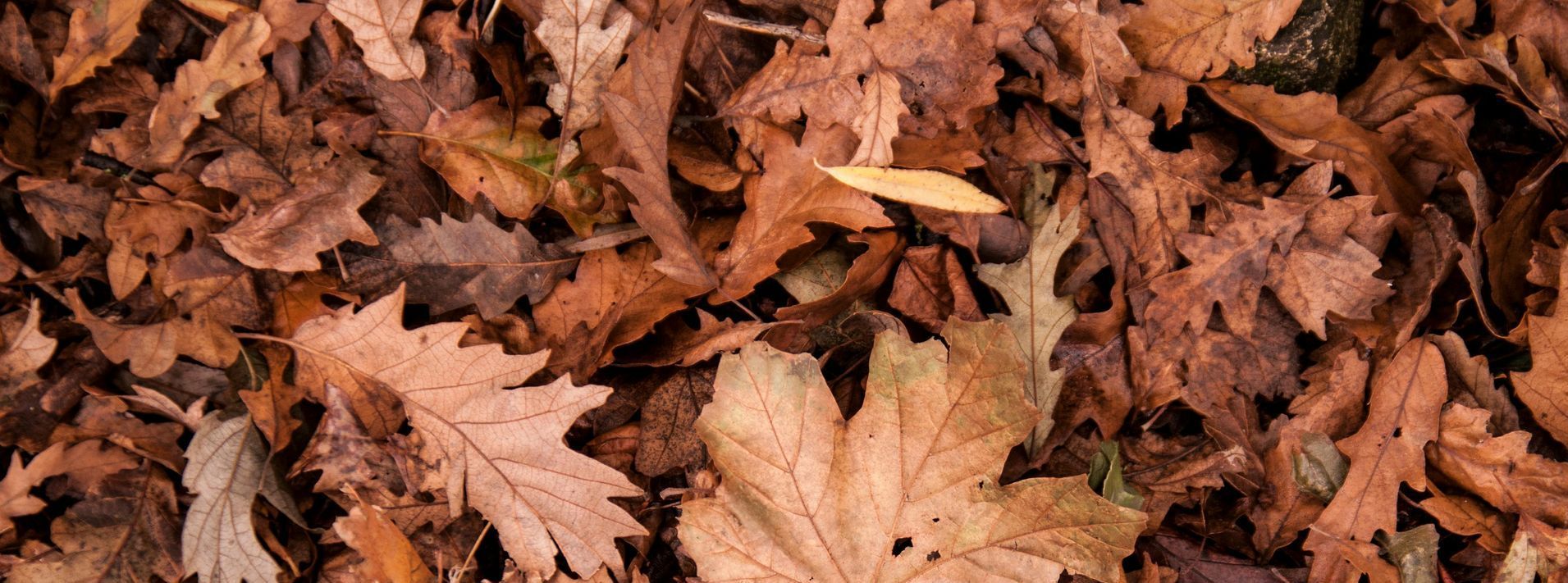 leaf removal services available in Southern MD