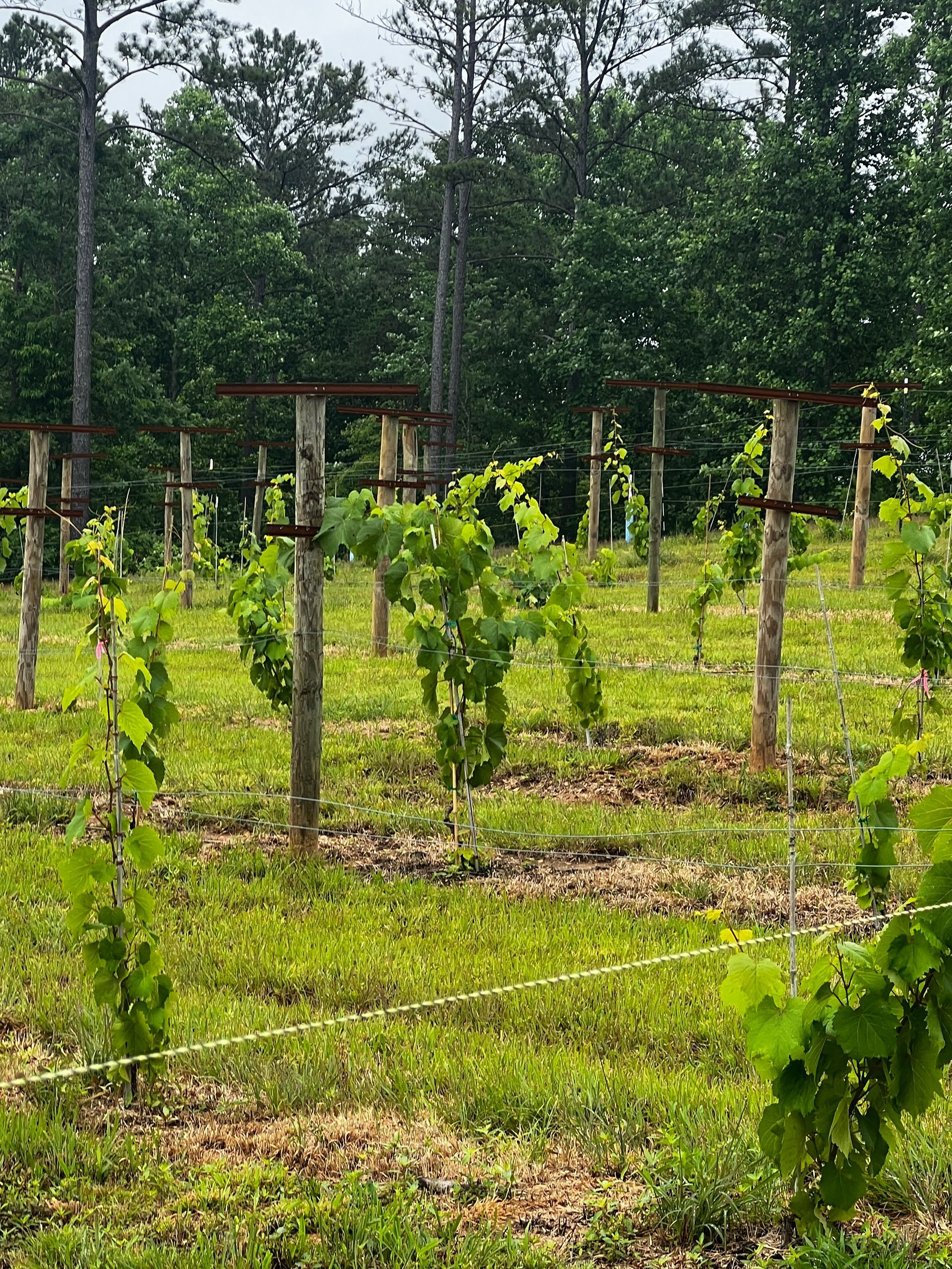 Vines