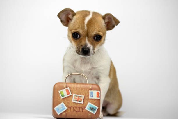 A small brown and white dog is holding a small suitcase with stickers on it.