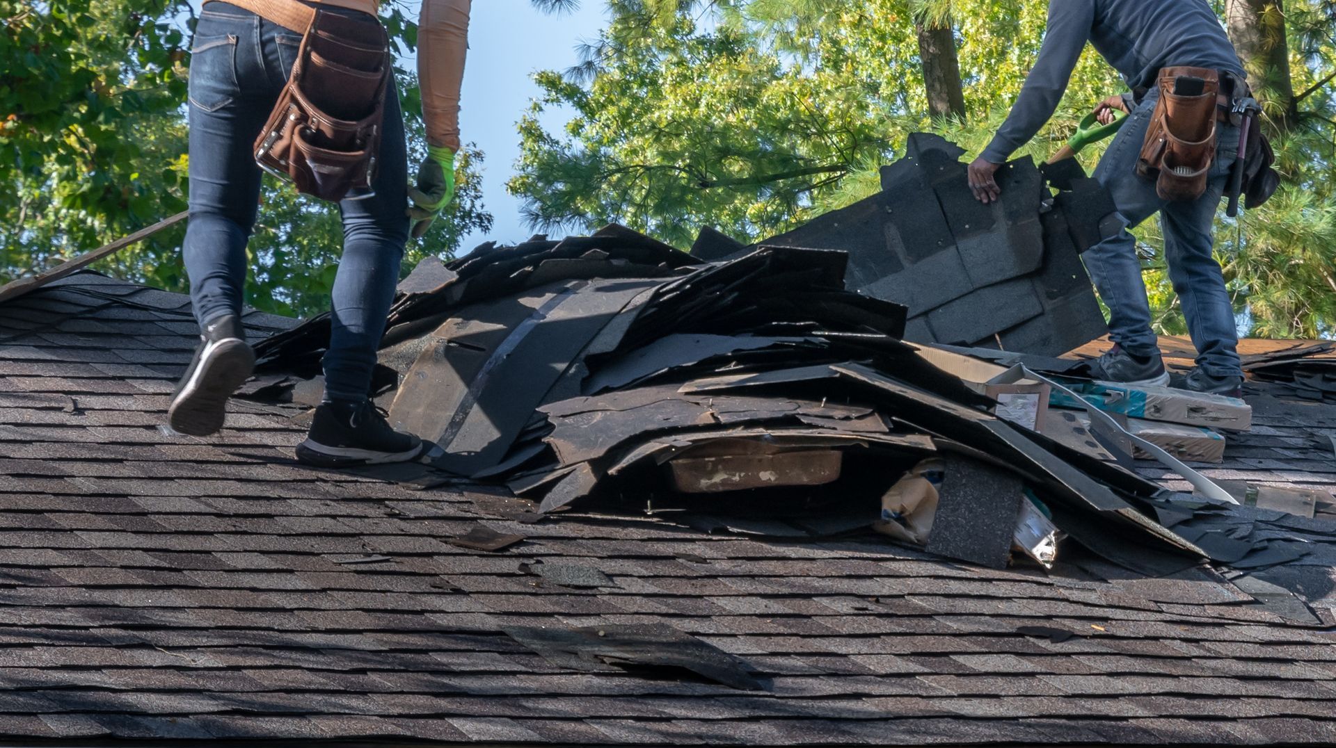 Two roofers removing old shingles from a dark asphalt shingle roof. They are wearing tool belts and jeans on a sunny day.