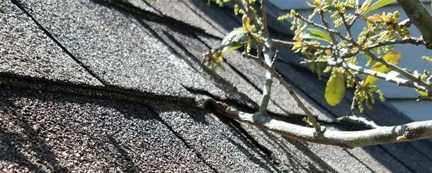 Remove Branches Near the Roof