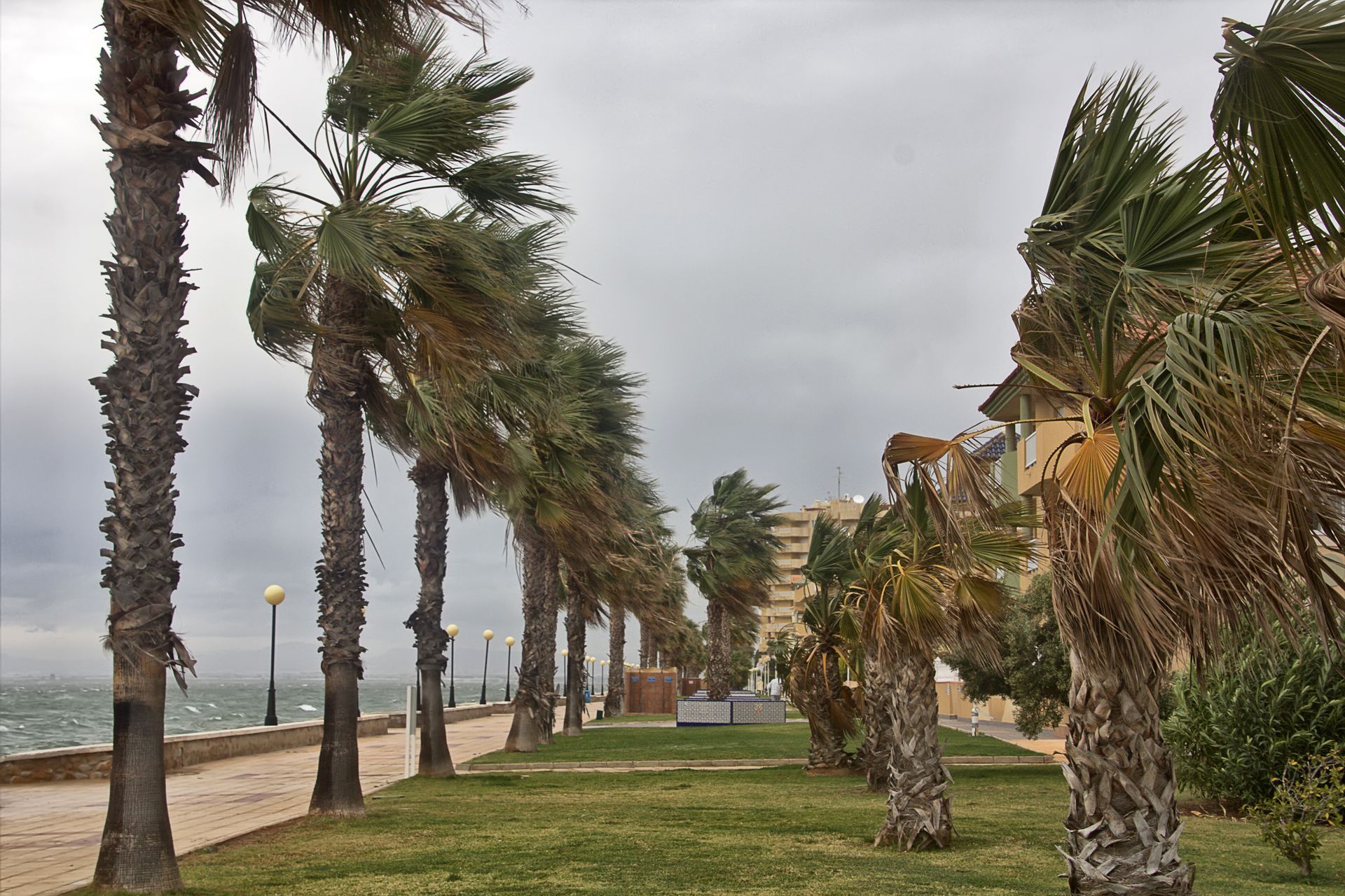 palm trees services