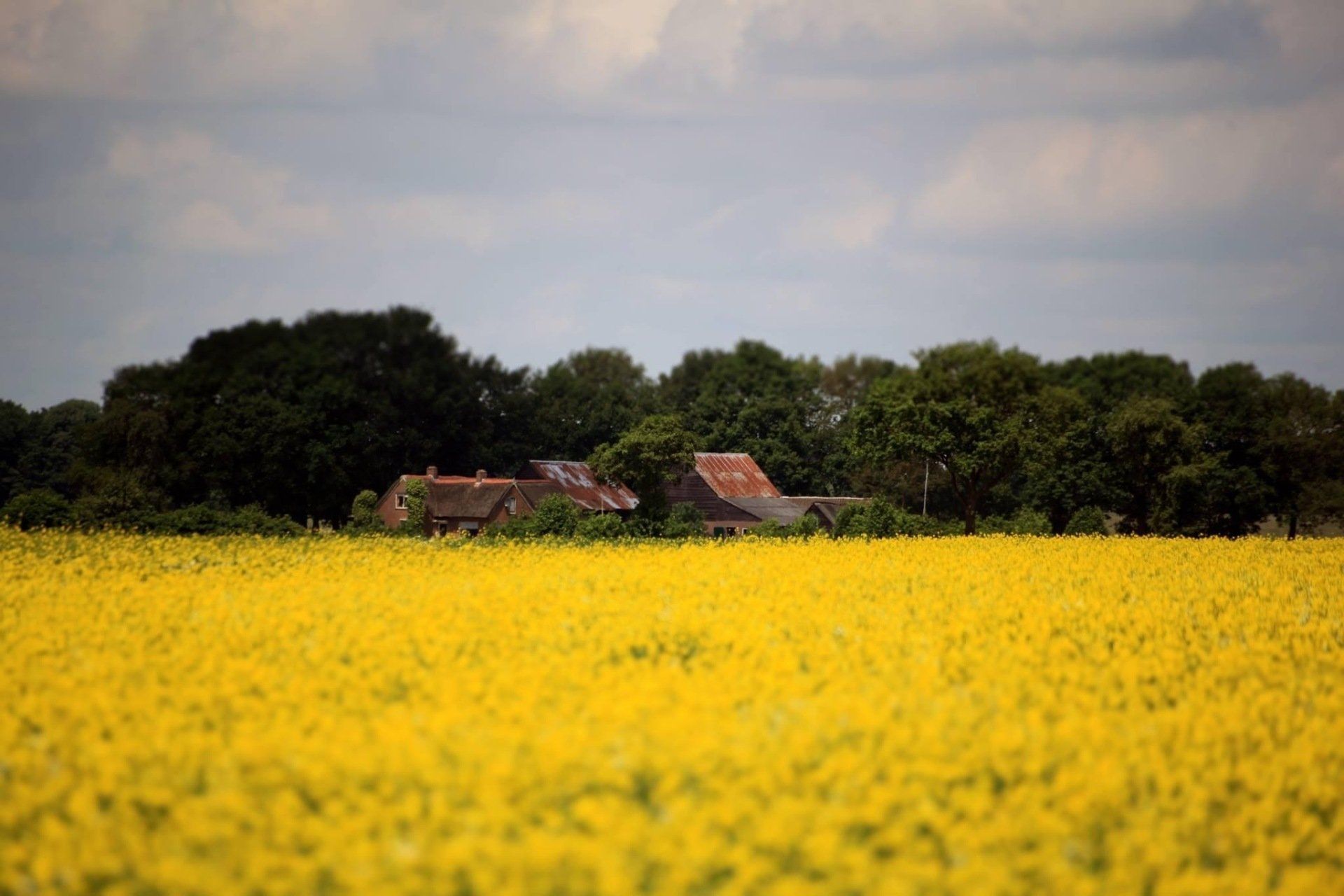 Een veld met gele bloemen met een huis op de achtergrond