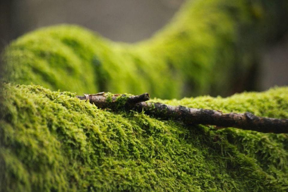 Een close-up van een met mos bedekte boomtak.