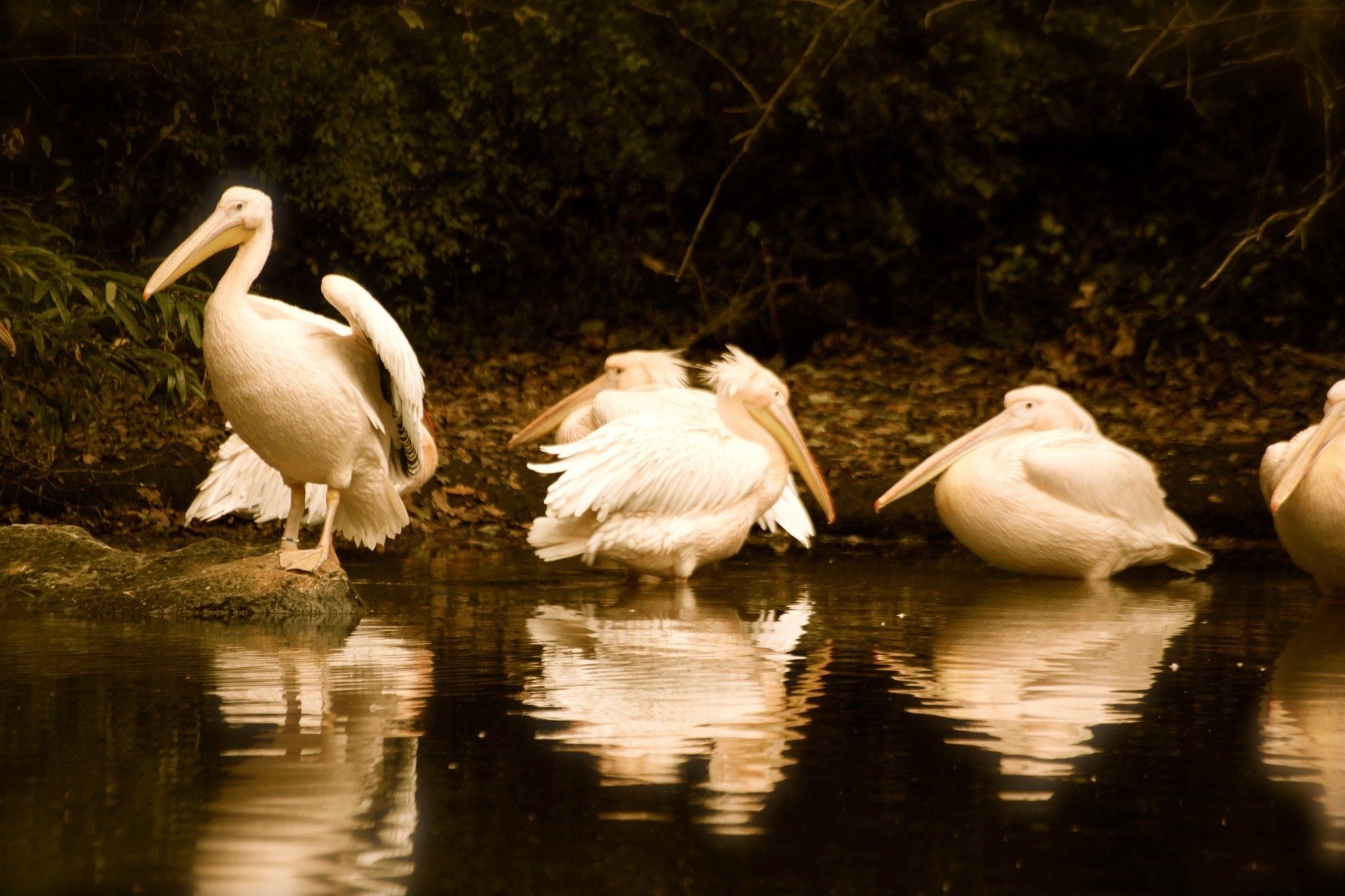 Een groep pelikanen staat in het water