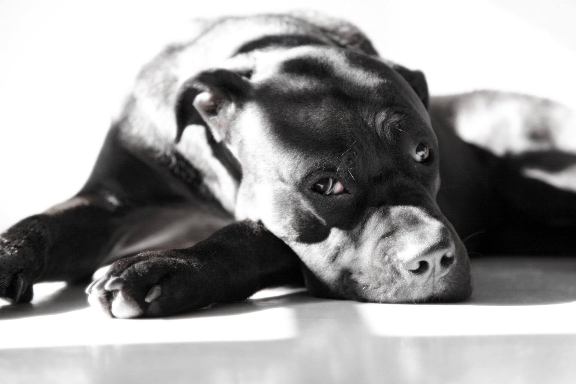 Een zwart-witfoto van een Cane Corso die op grond ligt.