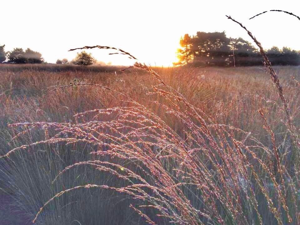 Een veld met hoog gras met een zonsondergang op de achtergrond