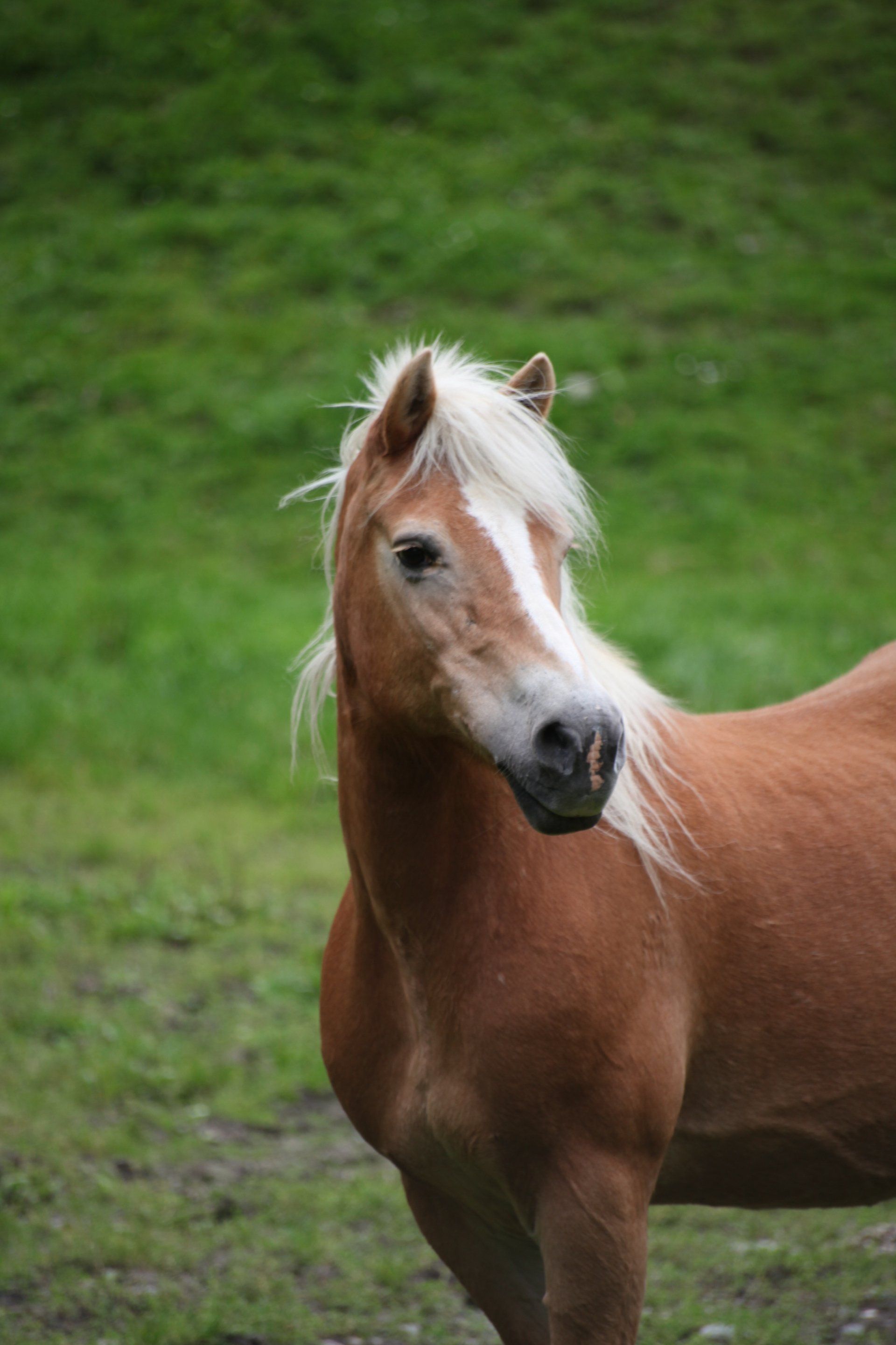 Een Haflinger staat in een grasveld.