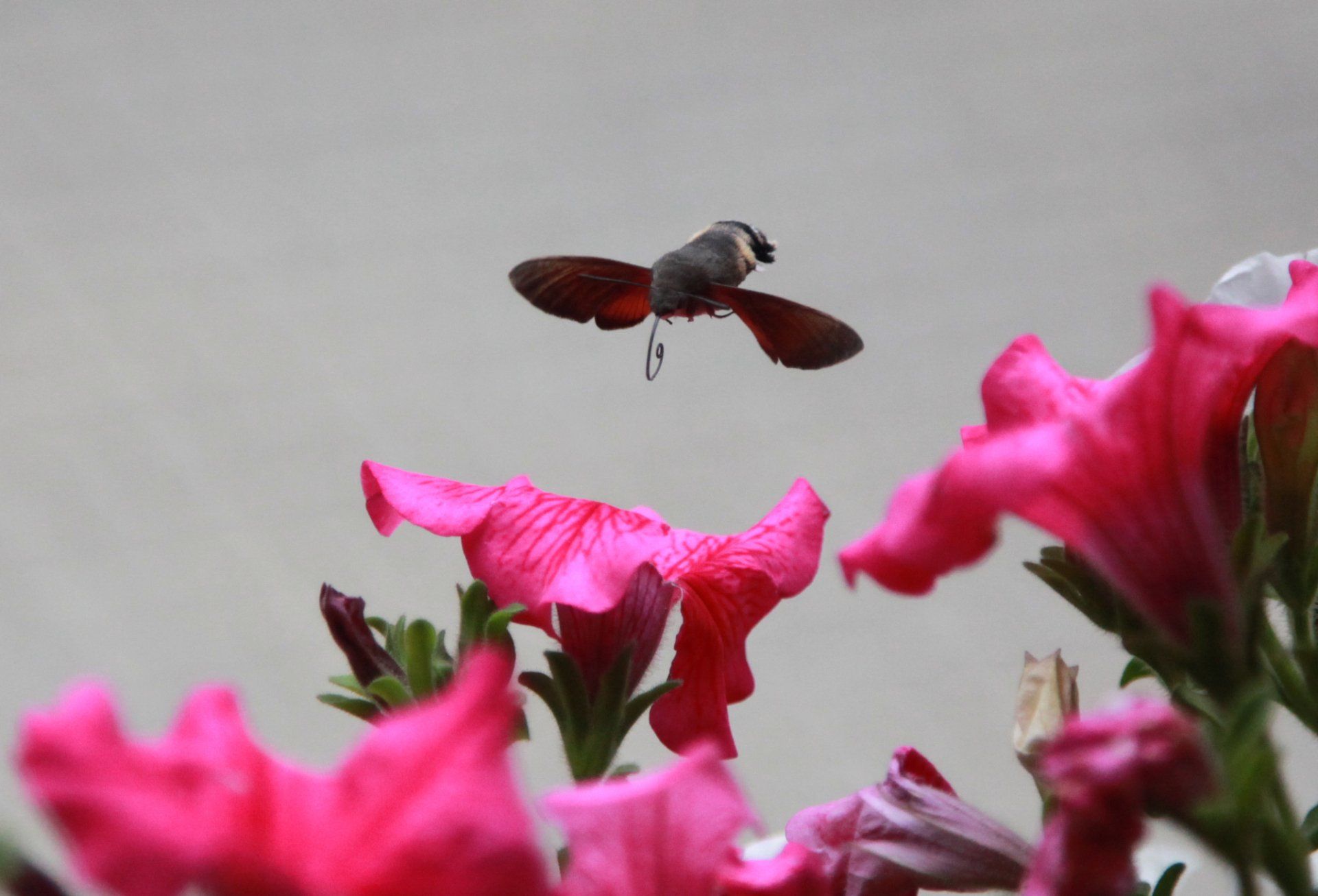 Een kolibrievlinder vliegt over een bos roze bloemen
